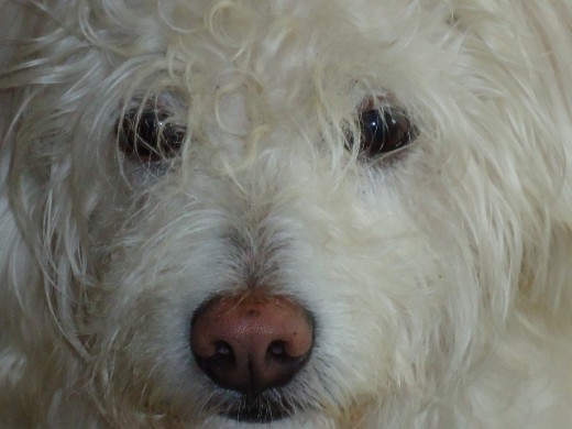 Mirada de ángel perruno